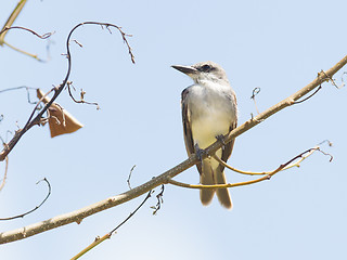 Image showing Grey Kingbird (Tyrannus dominicensis) 