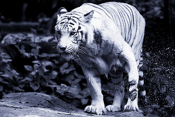 Image showing White Tiger