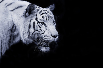 Image showing White Tiger