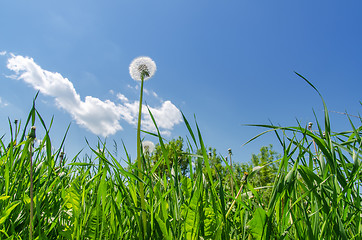 Image showing dandelion in green grass field and blue sky