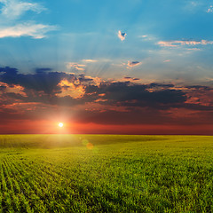 Image showing sunset over agricultural green field