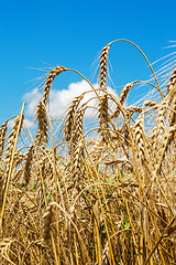 Image showing gold ears of wheat under sky