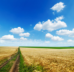 Image showing rural road in golden agricultural field under cloudy sky