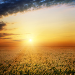 Image showing field with gold ears of wheat in sunset