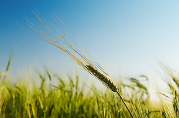 Image showing green ear over field