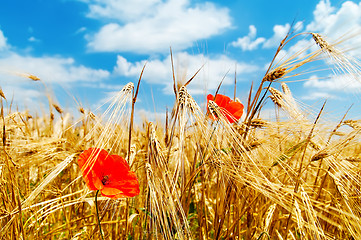 Image showing red poppy on field