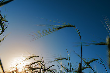 Image showing green barley and sunset