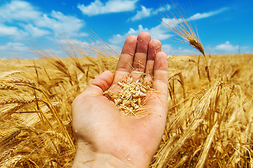 Image showing gold harvest in hand