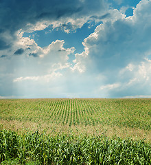 Image showing dramatic sky over maize field