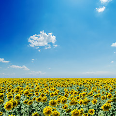 Image showing sunflowers field and white clouds on blue sky