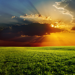 Image showing sunset over agricultural green field