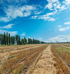 Image showing collected harvest in windrows under cloudy sky