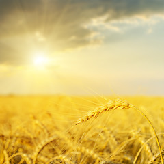 Image showing sunset over golden field. soft focus