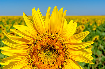 Image showing beautiful sunflower over field