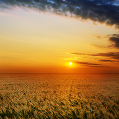 Image showing golden sunset over field with barley