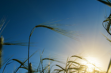 Image showing sunset over harvest field