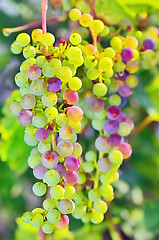 Image showing unripe grapes 