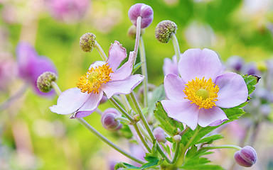 Image showing lila flowers, macro