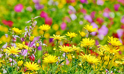 Image showing beautiful yellow flowers in field