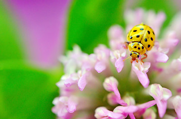 Image showing yellow ladybug on pink flower