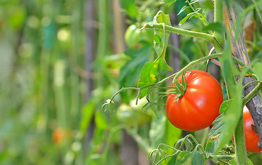 Image showing Ripe garden tomatoes 