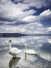 Image showing Two swans on the shore