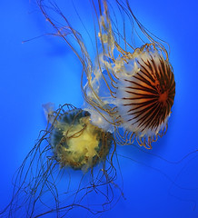 Image showing Swimming  Jellyfish