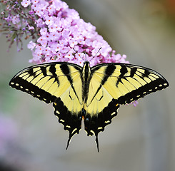 Image showing Eastern Tiger Swallowtail Butterfly