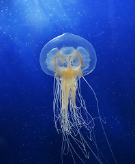 Image showing Swimming  Jellyfish 