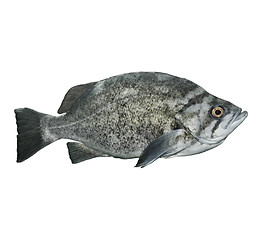 Image showing Rockfish