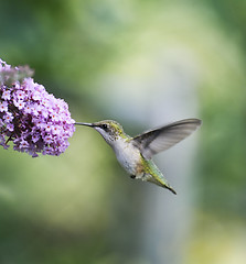 Image showing Ruby Throated Hummingbird Female