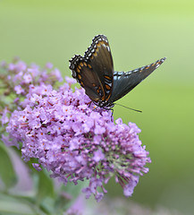 Image showing Red-Spotted Purple Admiral Butterfly