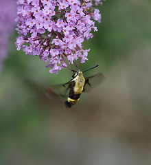 Image showing Hummingbird Moth