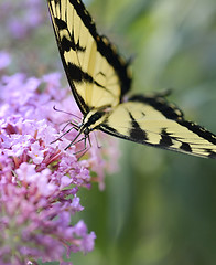 Image showing Eastern Tiger Swallowtail Butterfly