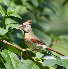 Image showing Female Northern Cardinal