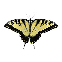 Image showing Eastern Tiger Swallowtail Butterfly