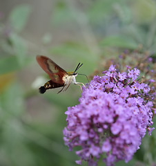 Image showing  Hummingbird Moth