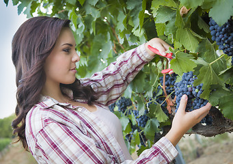 Image showing Young Mixed Race Woman Harvesting Grapes in Vineyard