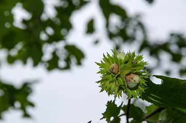 Image showing Hazel nuts