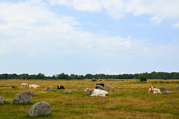 Image showing Resting cows