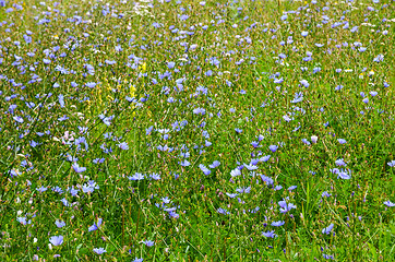 Image showing Chicory field