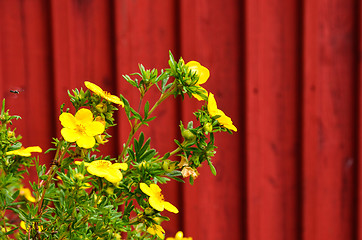 Image showing Yellow flower