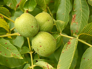 Image showing Three unripe walnuts on a branch 