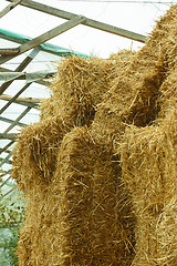 Image showing Bales of straw stacked in a heap