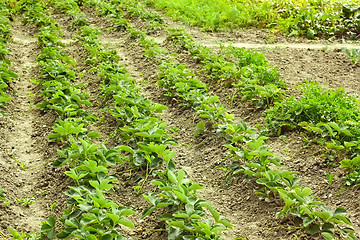 Image showing Rows of green strawberry plants