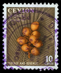 Image showing Stamp printed in Ceylon (now Sri Lanka) shows image of king coconuts