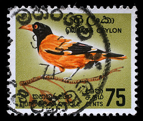 Image showing Stamp printed in Ceylon shows Black-hooded Oriole - Oriolus xanthornus