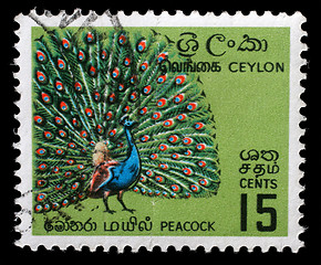 Image showing Stamp printed in Ceylon (now Sri Lanka) shows image of peackok