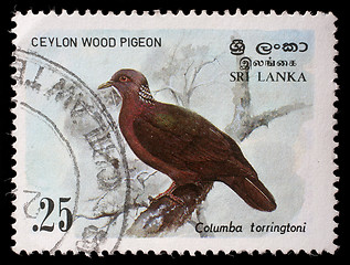 Image showing Stamp printed in the Republic of Sri Lanka shows the Ceylon wood pigeon, Columba torringtoni