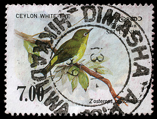 Image showing Stamp printed in the Republic of Sri Lanka shows the Sri Lanka white-eye bird, Zosterops ceylonensis